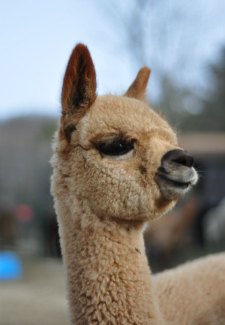 Alpaca