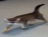 Bengal cat Achilles