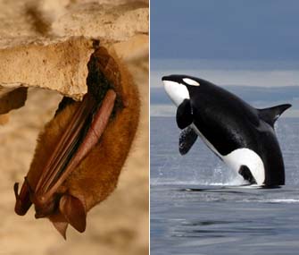 Whale and Bat
