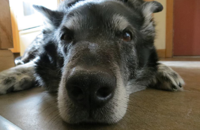 Lab Mix Selfie