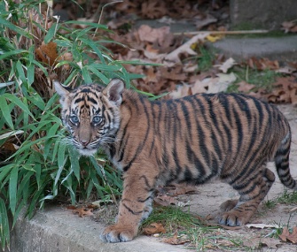 One of the National Zoo's two Sumatran tiger cubs makes its public debut.