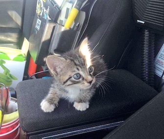 An 8-week-old kitten got a ride in a patrol car after he was rescued from a storm drain in Florida.