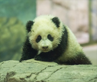 Bao Bao the panda cub made her media debut at the National Zoo in Washington on Monday.