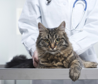 Cat at Vet