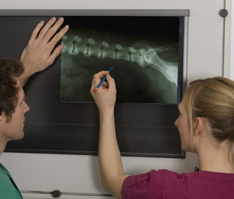 Vets looking at xray