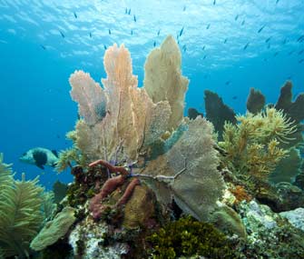 coral reef