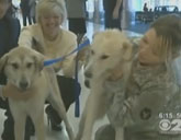 Soldiers reunited with dogs from Afghanistan