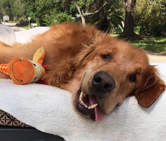Four months after making headlines with his final wagon ride, Maverick passed away peacefully.