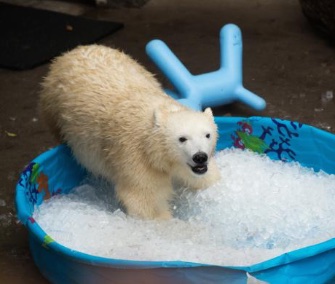 Nora the polar bear cub plays in a pool filled with ice cubes at the Oregon Zoo.