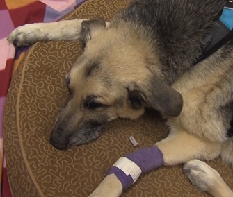 Maverick, a 12-year-old German Shepherd, survives being trapped in a sinkhole.