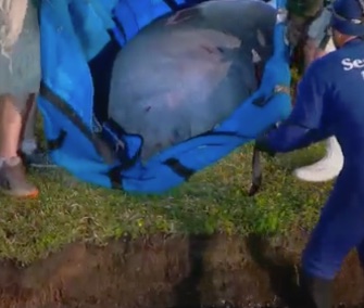 A group of 19 manatees who took a wrong turn were rescued from a tight storm drain in Florida.