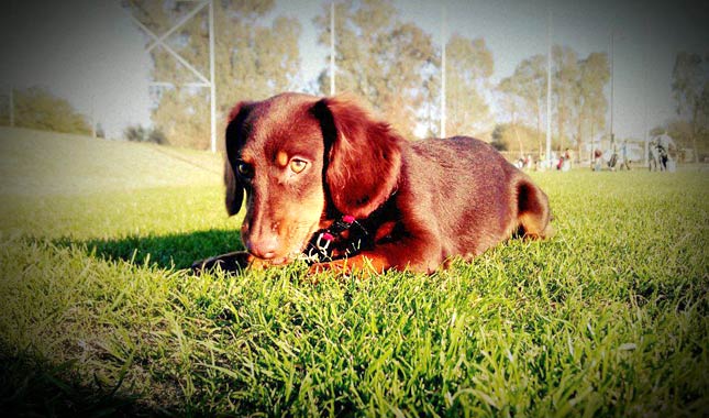 Cute Pet of the Week, January 20, 2012