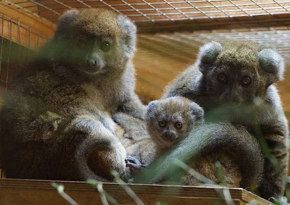 Endangered Lemur Born at the St. Louis Zoo