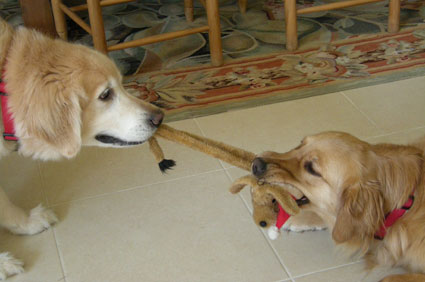 Golden Retriever
