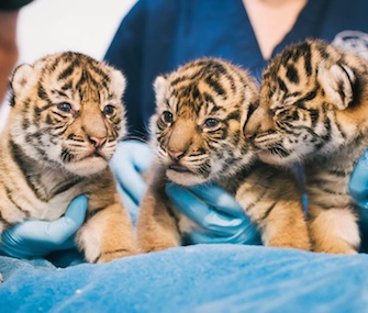 Three critically endangered female Sumatran tiger cubs were born Oct. 8 at the Point Defiance Zoo.