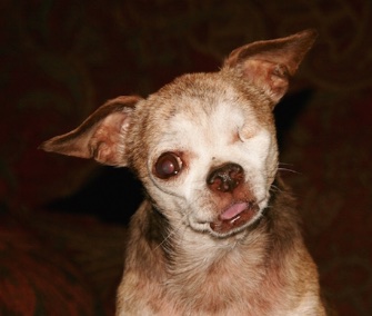 Harley, a puppy mill survivor, won the American Hero Dog Award for 2015.