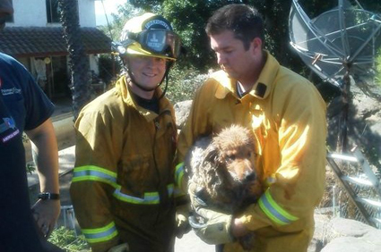 Dog rescued by Alpine Firefighters