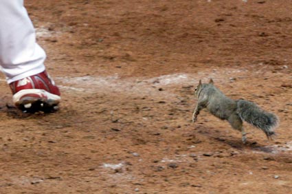 Squirrel interrupts baseball playoff game