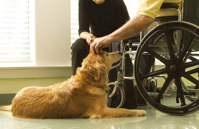 Golden Therapy Dog