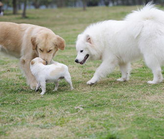 big and small dog