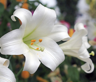 Easter lily