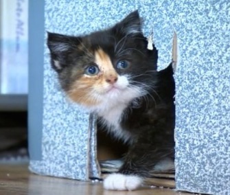 Lucky the kitten survived one week and 150 miles in a car engine in the U.K.