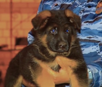 Russia says it plans to send an Alsatian puppy to France as a "sign of solidarity" in the fight against ISIS.