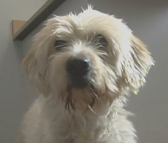 A Good Samaritan saved this dog after she fell through an opening drawbridge in Miami.