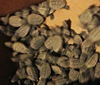 A Sarasota, Fla., police officer helped rescue about 100 disoriented sea turtle hatchlings.