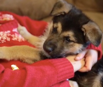 Jolly cuddles with one of her new family members.