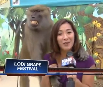 Mickey the baboon got hands-on with a reporter during a live shot.