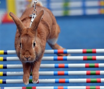 A rabbit hops over a hurdle at a competition in Prague on Monday.