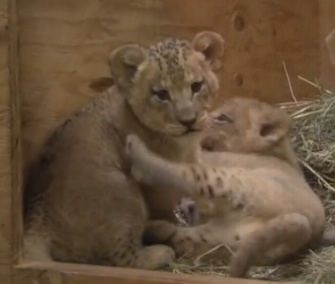 The Oregon Zoo's 5-week-old lion cubs are already swiping, nipping and swatting each other.