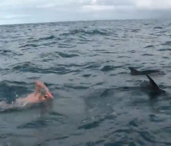 A pod of 10 dolphins came to the aid of Adam Walker, a long-distance swimmer, in New Zealand.
