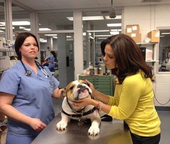 Real Sports With Bryant Gumbel: Soledad O'Brien and a vet with a Bulldog