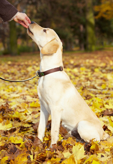 Lab getting a treat