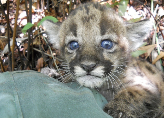 Biologists find panther kitten in Florida