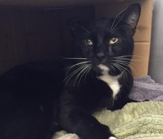 A cat who was found injured in the Callahan Tunnell in Boston is recovering thanks to a hero state trooper.