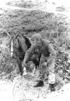Sgt. Reckless the Marine horse