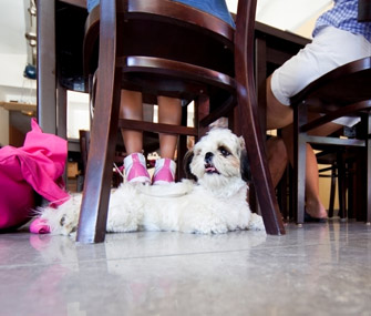 Dog at Cafe