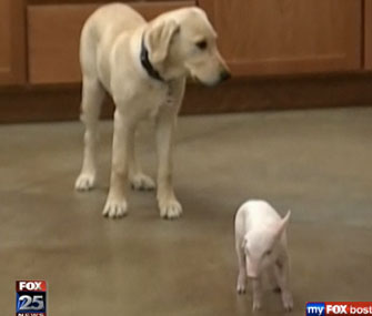Hunter and piglet Mu Shu
