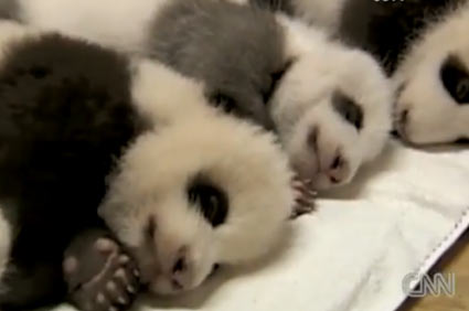 Baby pandas video