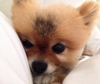 Lea Michele adopted Pearl, who's 8.