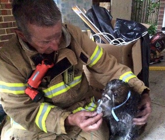 A firefighter in Australia helps Angus the dog with an oxygen mask.
