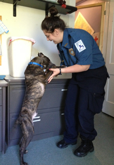 humane law office with dog