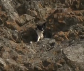 Skunk was found barking on a 150-foot cliff in Alaska.
