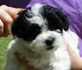 Mia Farrow's puppy Dexter