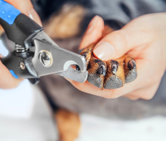 Clipping Dog Nails