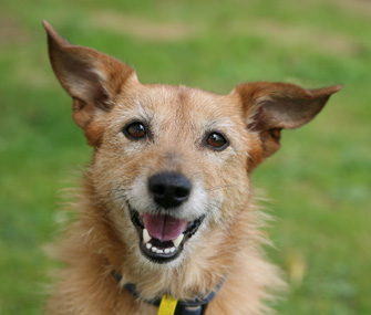 Dog smiling