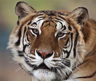 Thriller, a bengal tiger who once belonged to Michael Jackson, died at age 13 from lung cancer.